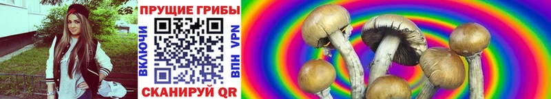 купить закладку  Туапсе  Псилоцибиновые грибы Psilocybe 
